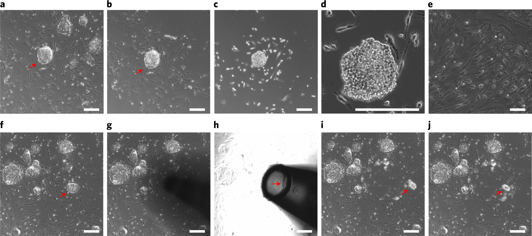 Fig. 3: Two methods to passage naive hPSC colonies.