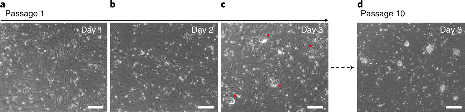 Fig. 4: Continuous passaging of naive hPSCs in 2iLI.