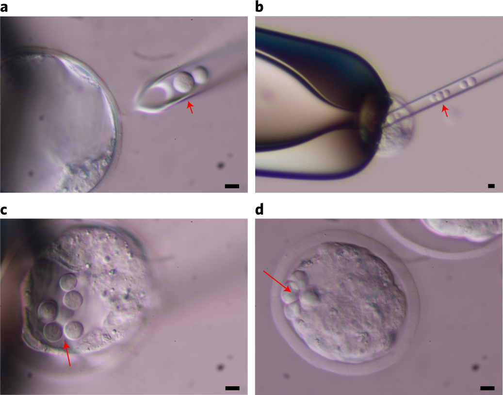 Fig. 5: Injecting naive hPSCs into mouse blastocysts.