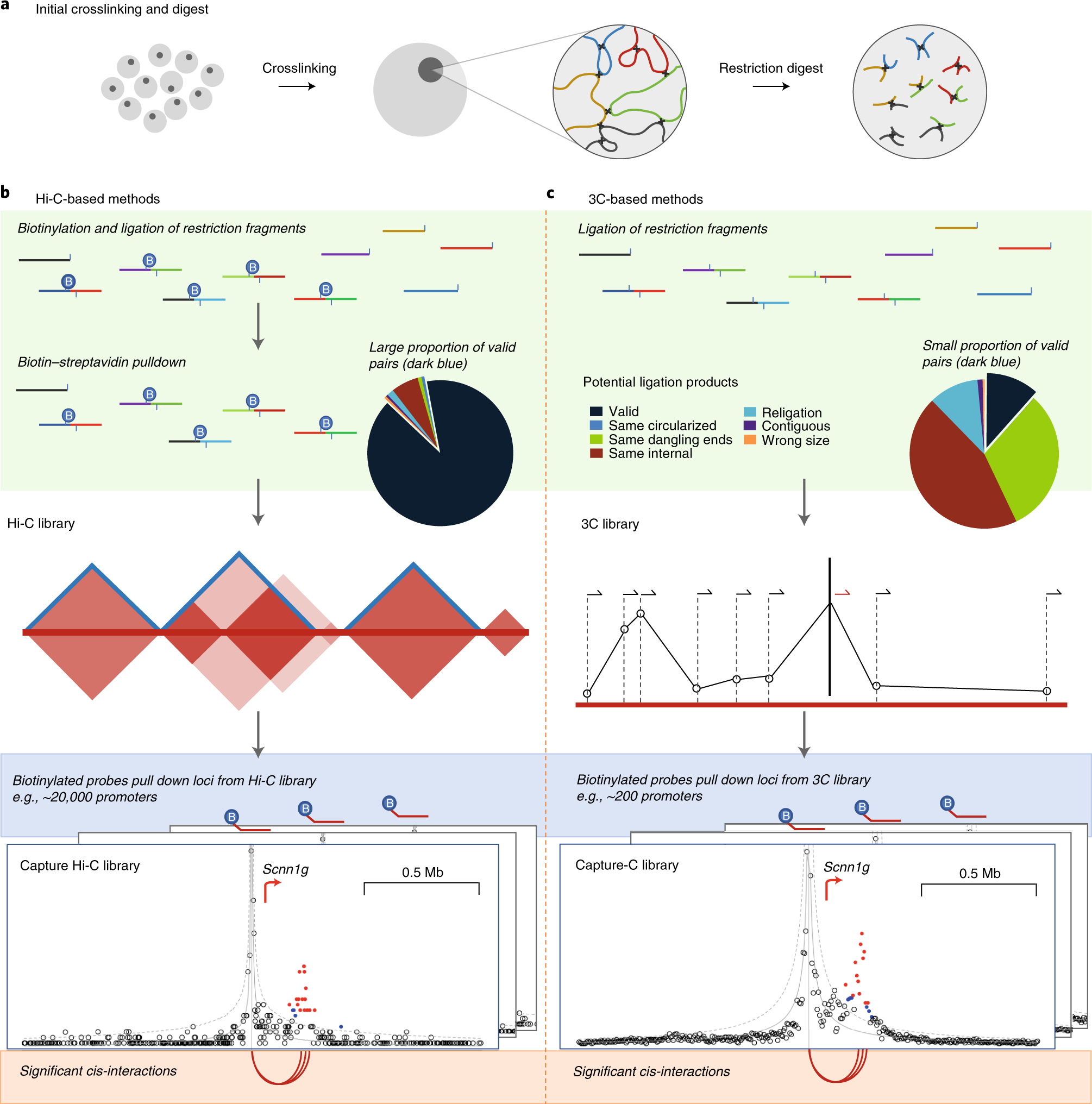 Fig. 1: An overview of CHi-C and Capture-C.
