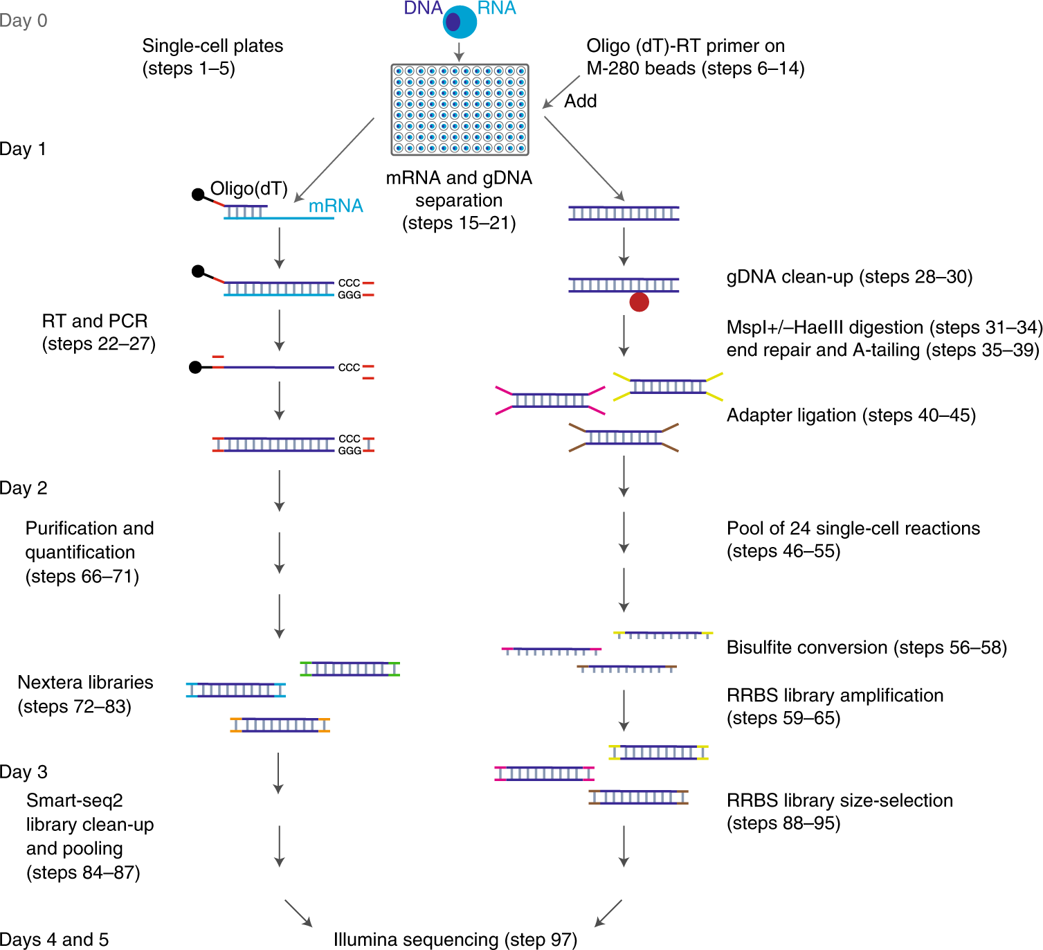 Fig. 1: Schematic overview of the Smart-RRBS protocol.