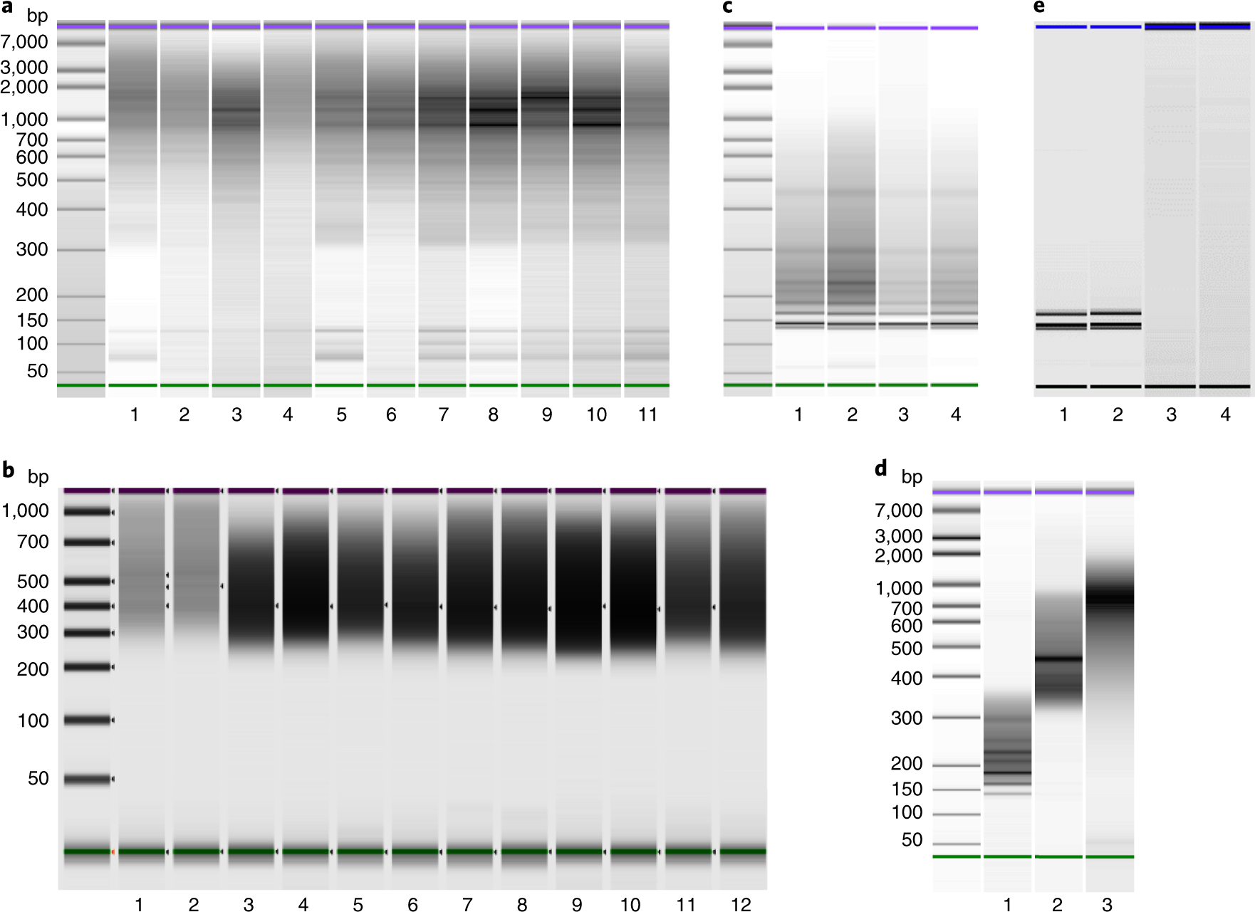 Fig. 2: Electrophoretic quality control.
