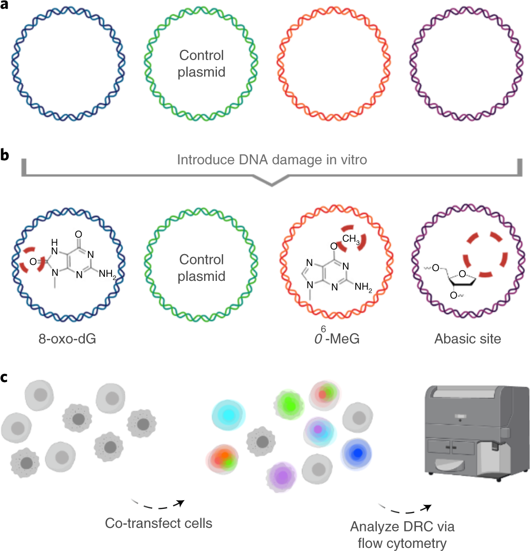 Fig. 1: Schematic representation of FM-HCR workflow.