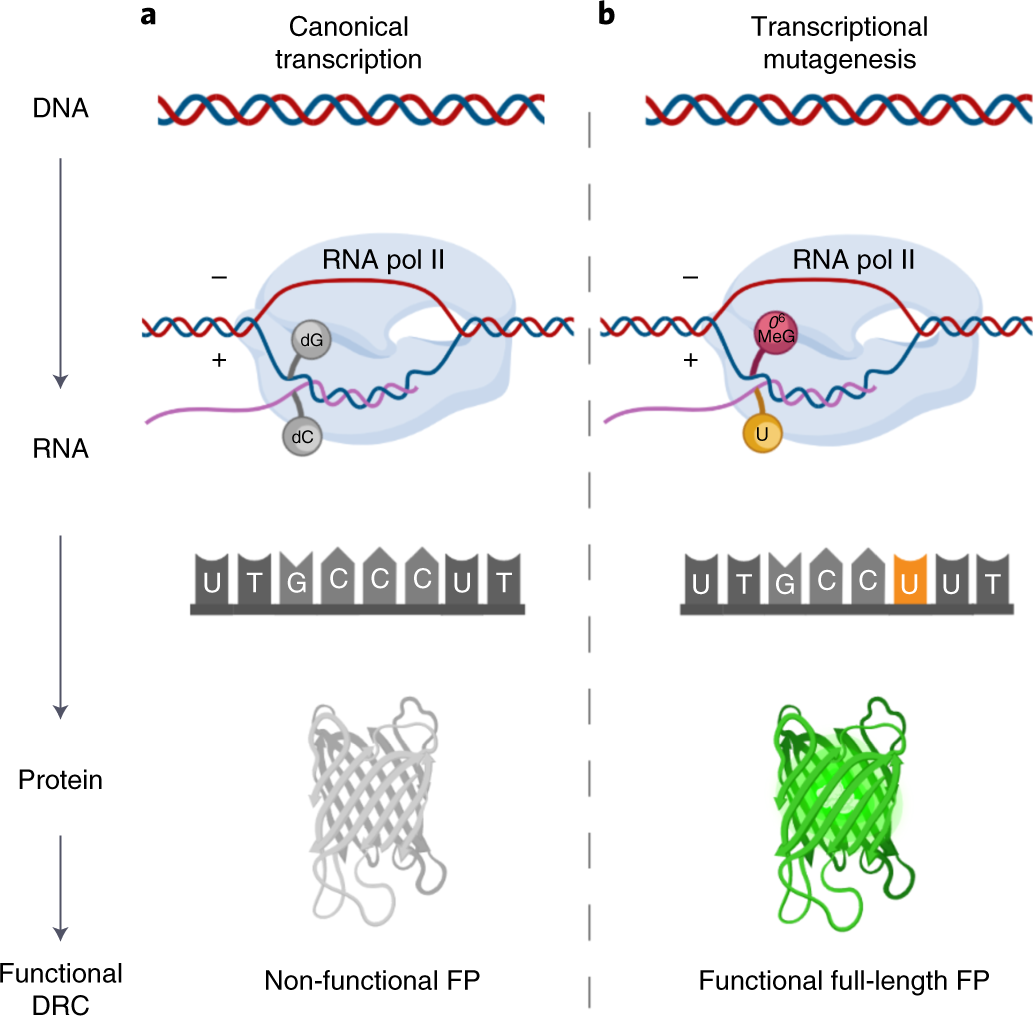 Fig. 2: Schematic representation of using transcriptional mutagenesis as a basis for FM-HCR reporter plasmids.