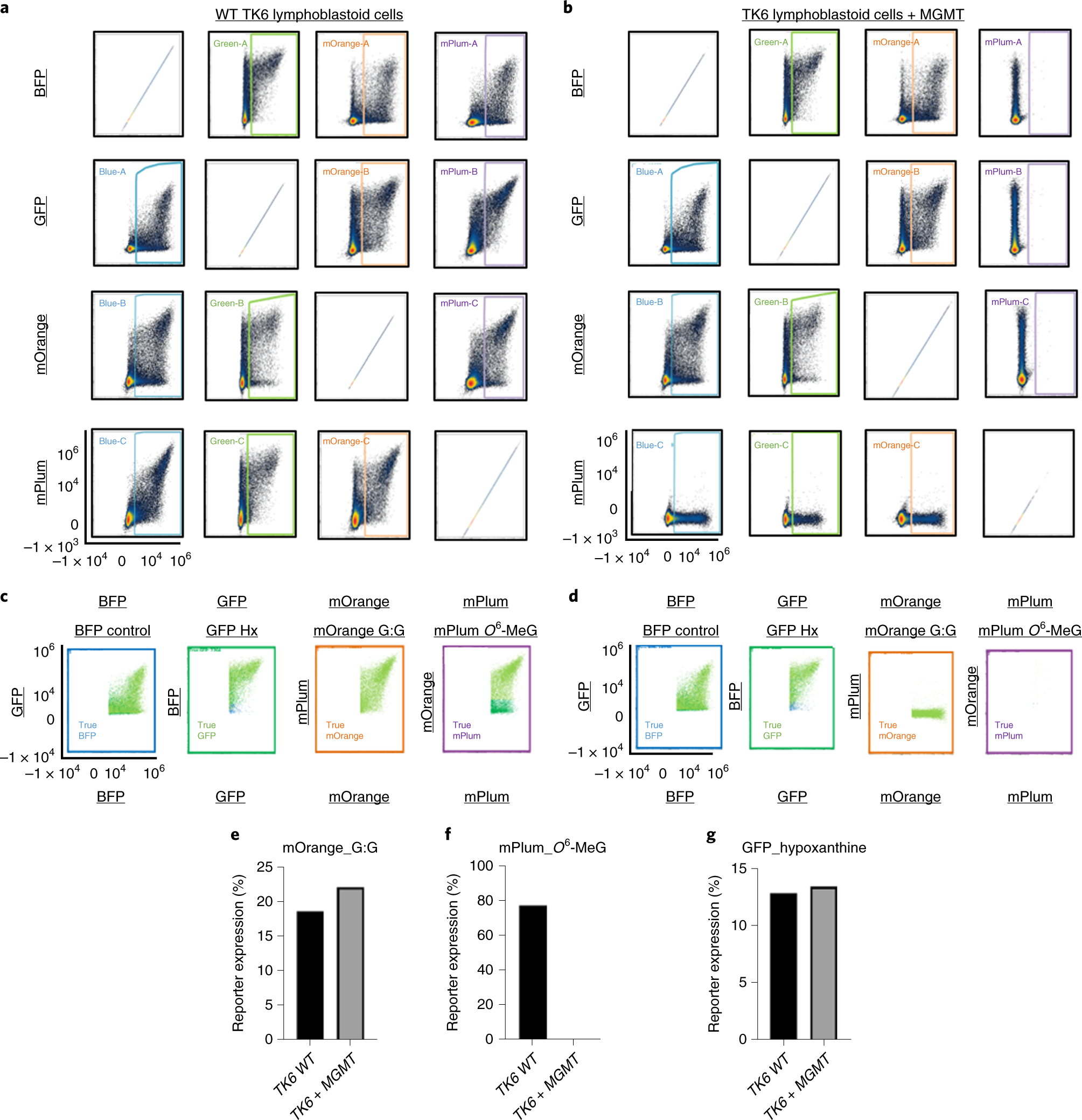 Fig. 7: Representative four-color FM-HCR experiment with three FM-HCR reporters.
