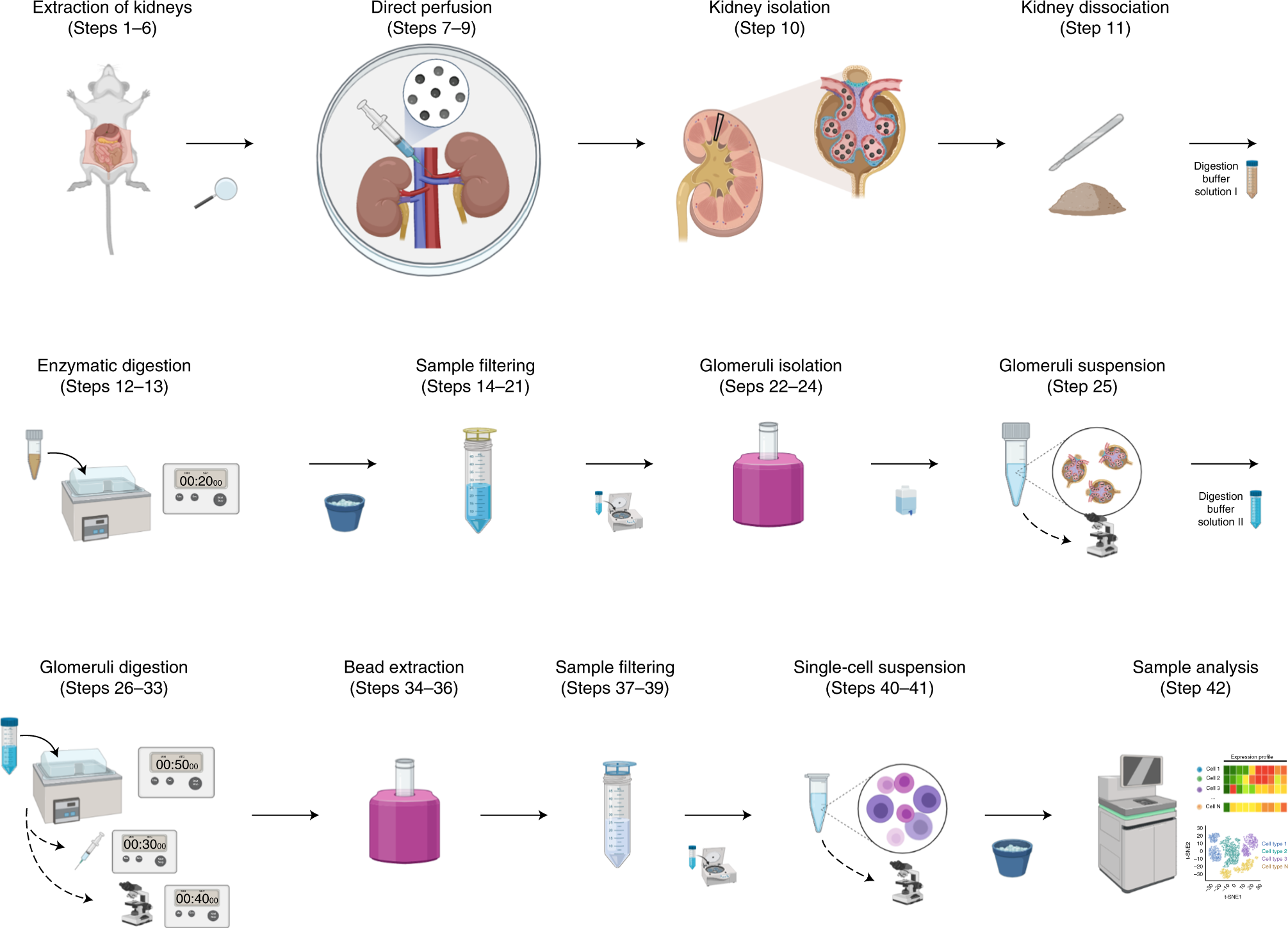 Fig. 1: Schematic description of protocol design and steps.