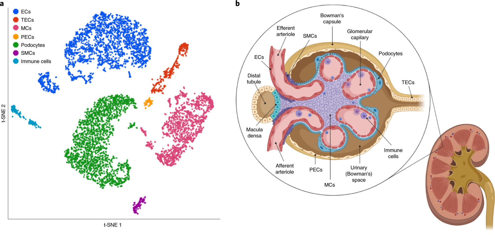 Fig. 2: Glomerulus structure and cell composition.