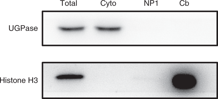 Fig. 4: An example of subcellular protein fractionation from 12-d-old Arabidopsis seedlings.