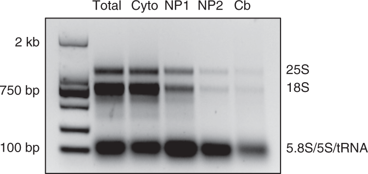Fig. 5: The RNA fractions extracted from 12-d-old Arabidopsis seedlings.