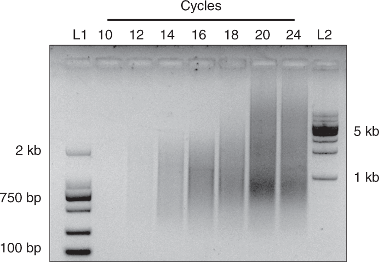 Fig. 6: cDNA amplification product after rRNA depletion.