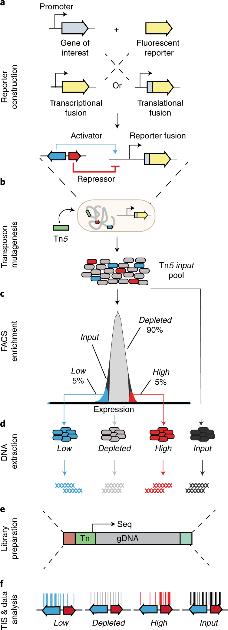 Fig. 1: SorTn-seq protocol overview.