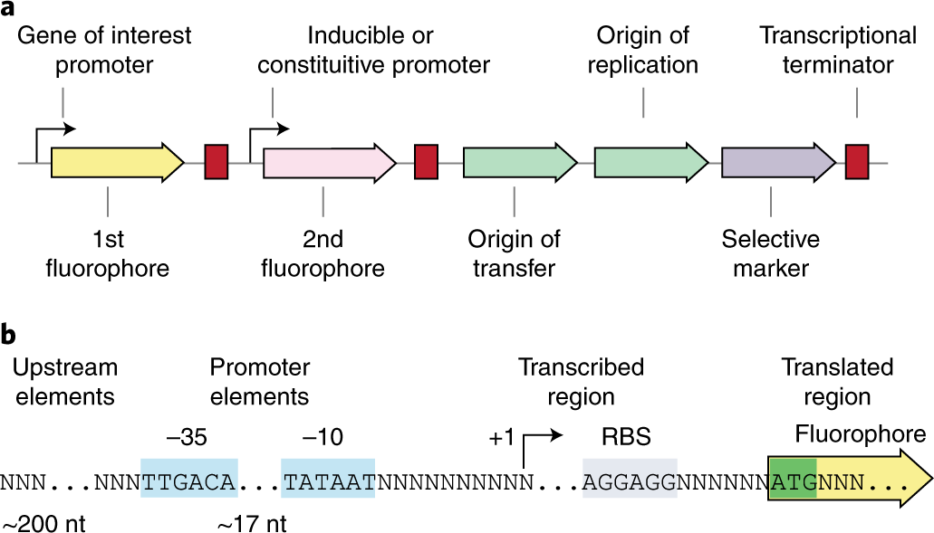 Fig. 2: Design of the fluorescent reporter plasmid used during SorTn-seq.