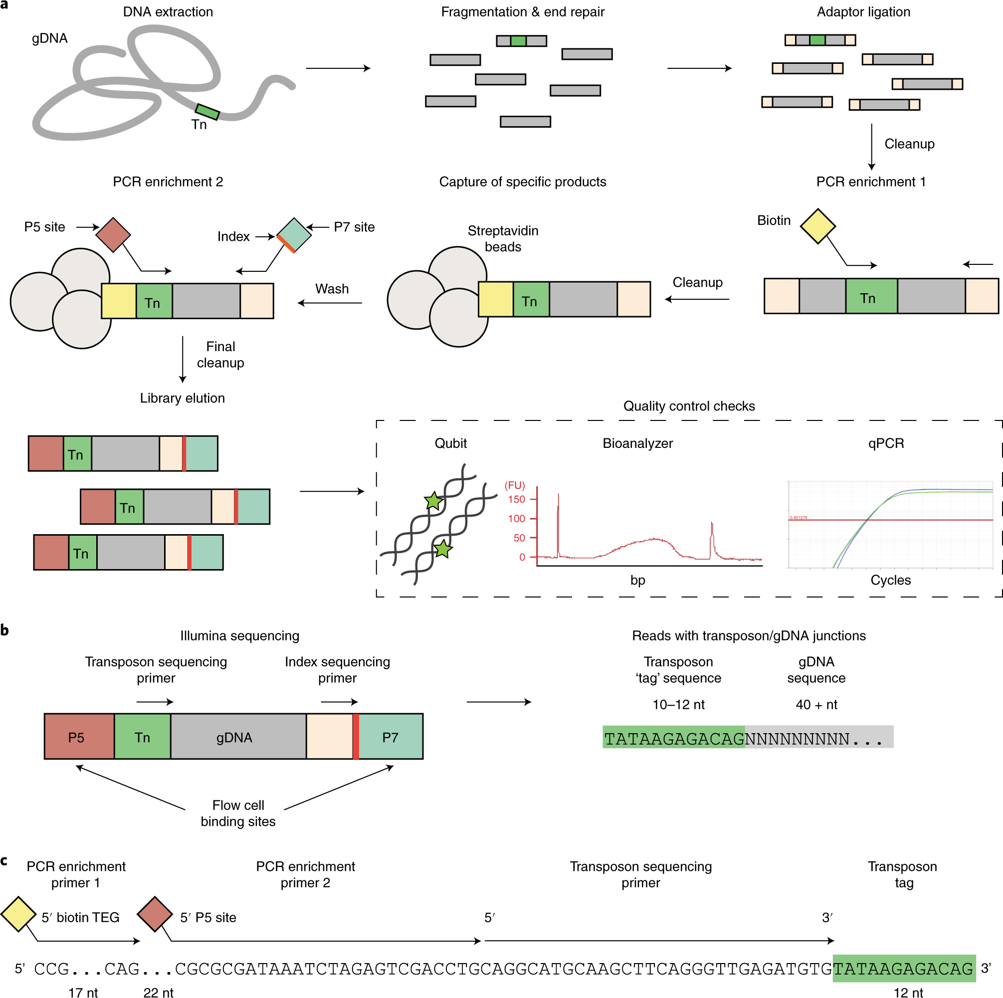 Fig. 3: SorTn-seq TIS workflow.