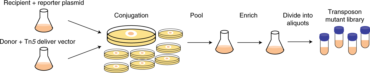 Fig. 5: Transposon mutagenesis workflow.