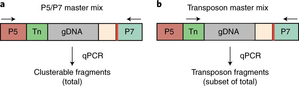 Fig. 7: Binding sites of qPCR primers.