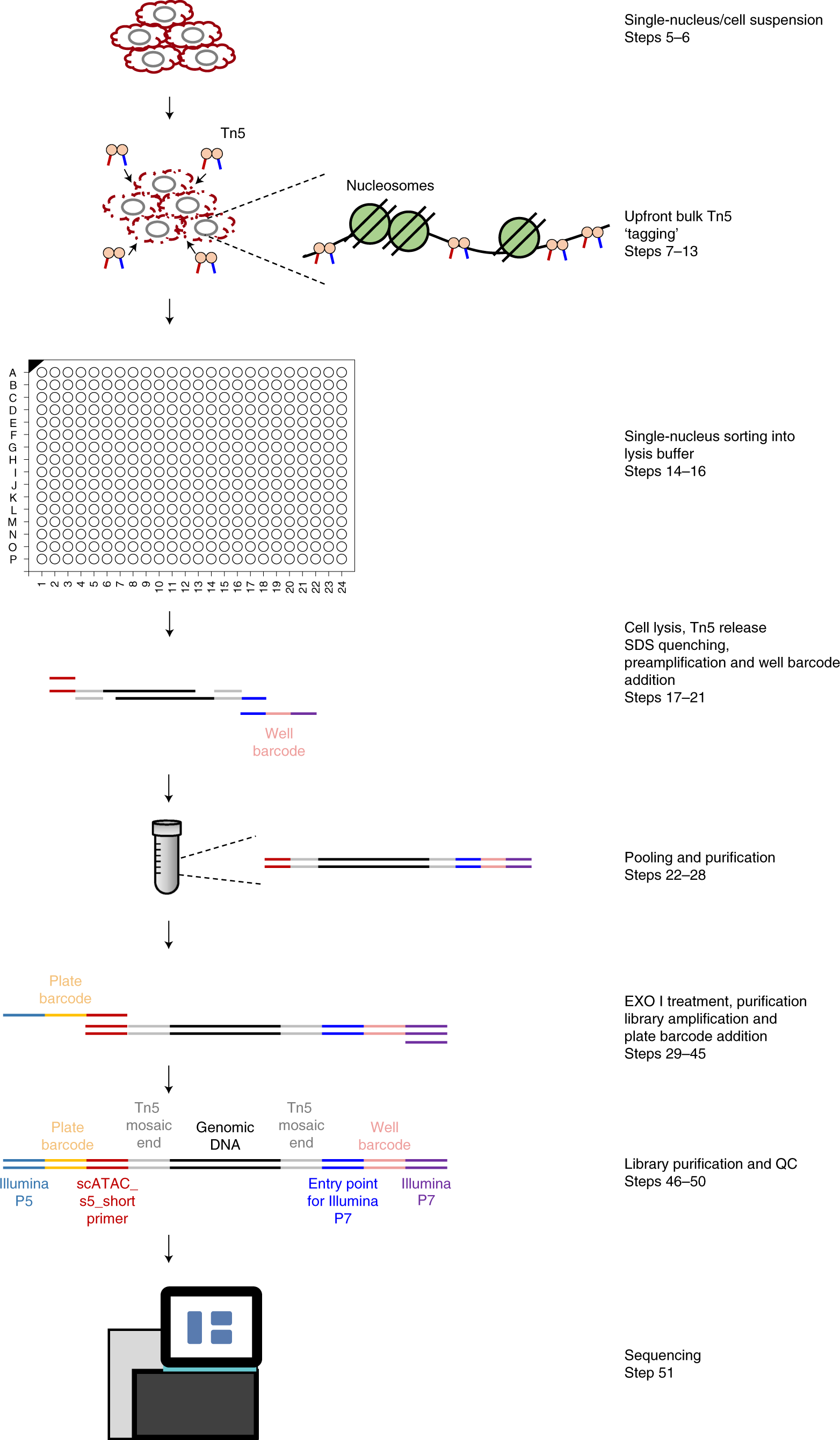 Fig. 1: Workflow of the protocol.