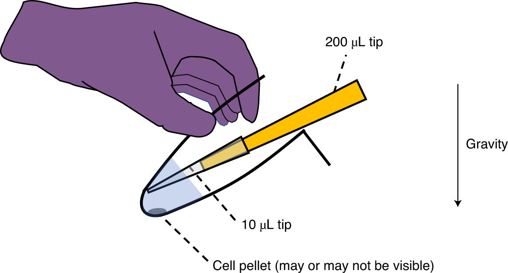 Fig. 2: Removal of the supernatant.