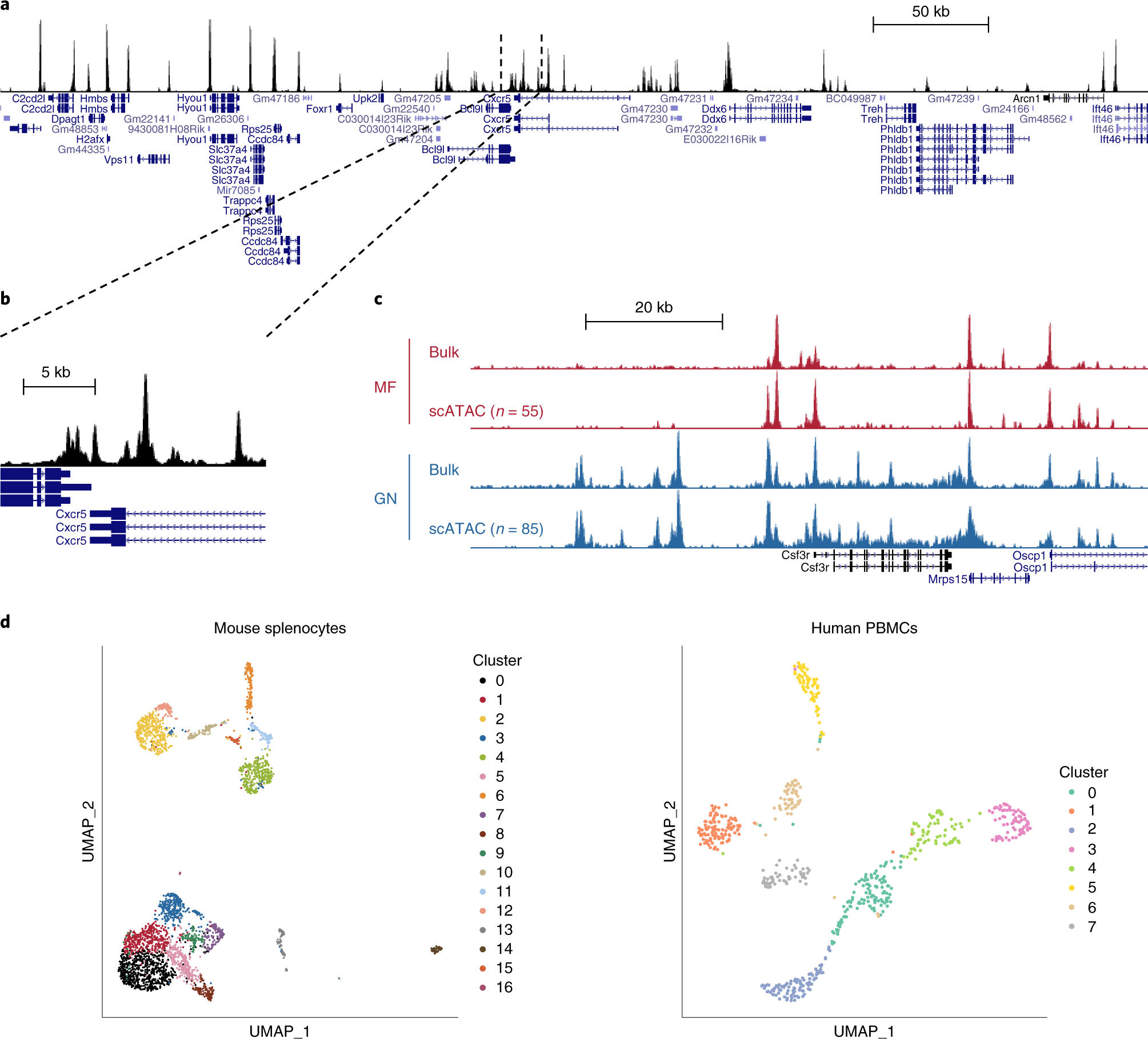 Fig. 8: Genome browser view of reads pileup from aggregated scATAC-seq data.