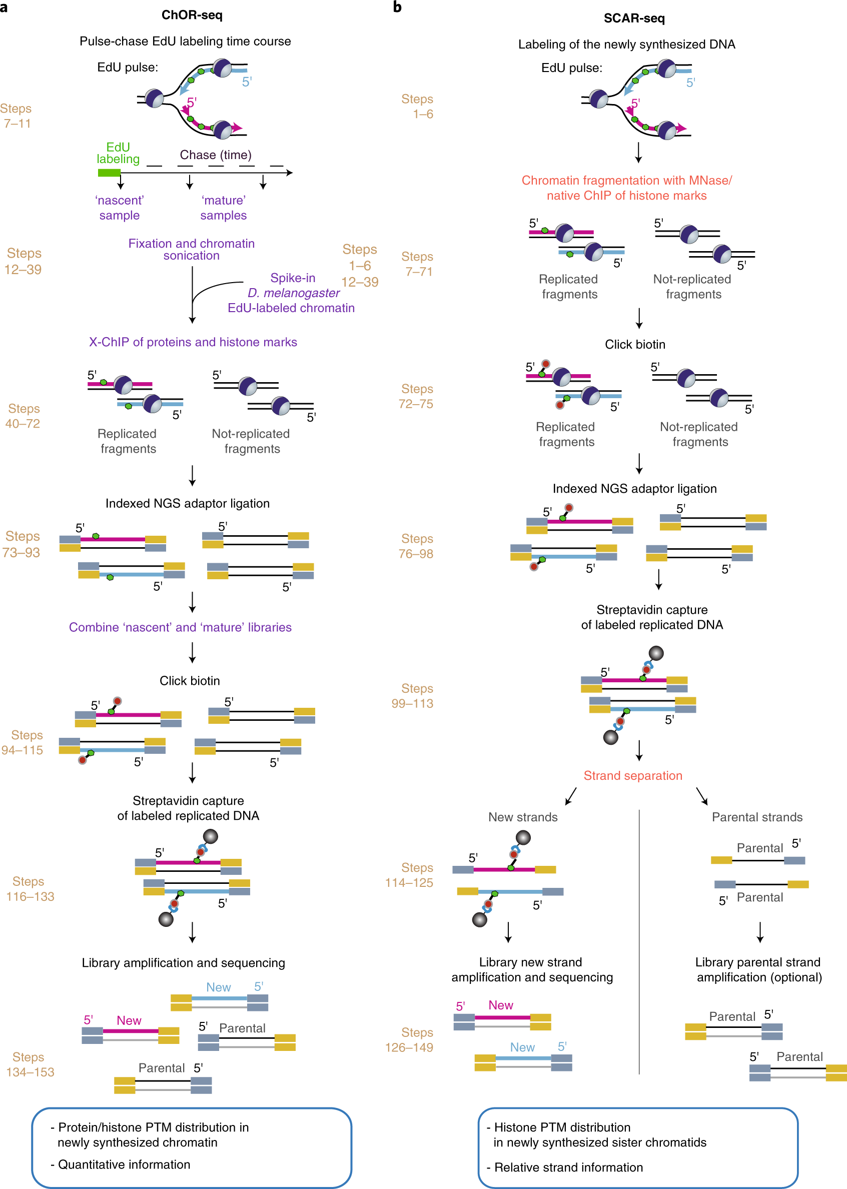 Fig. 1: Experimental workflow of ChOR-seq and SCAR-seq.