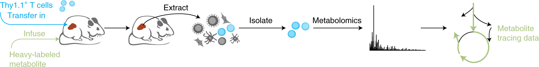 Fig. 1: Overview of the procedure.