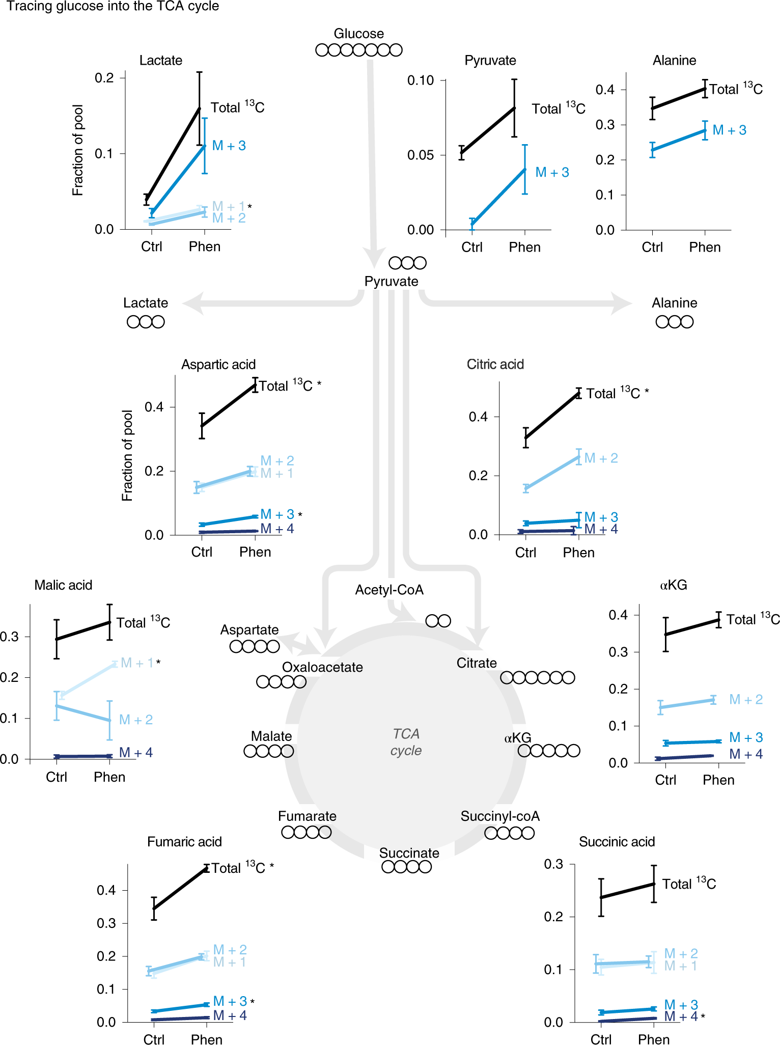 Fig. 6: 13C-glucose labeling patterns in T cells isolated from Listeria-infected mice.