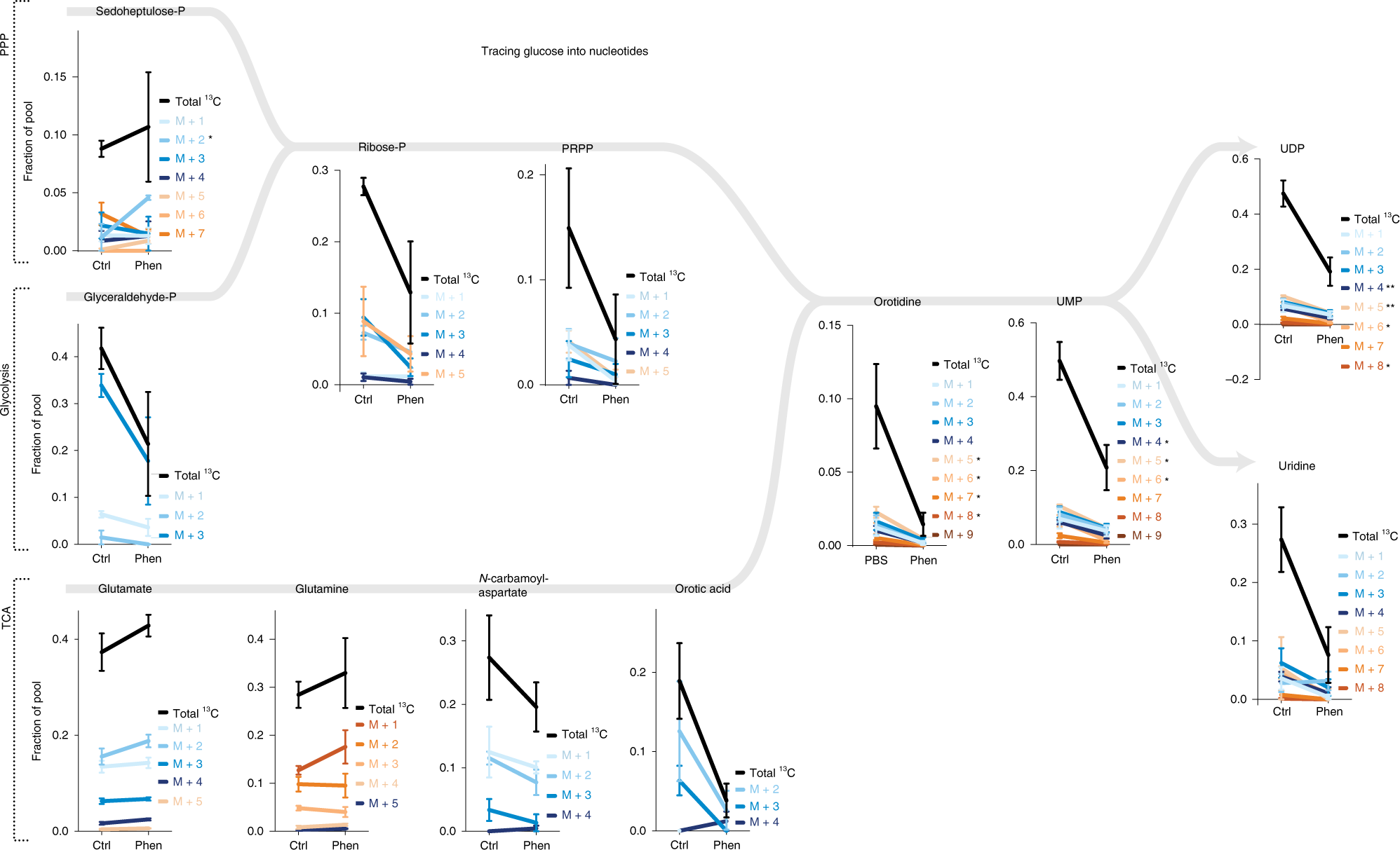 Fig. 8: Pathway analysis of 13C-glucose-depedent nucleotide metabolism in activated T cells from Listeria-infected mice.