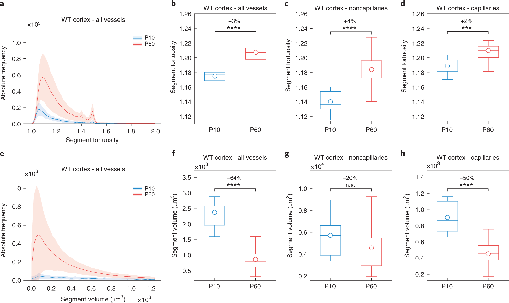 Fig. 10: Local vascular network topology: segment tortuosity and segment volume of the adult (P60) WT versus the postnatal (P10) WT mouse brain.