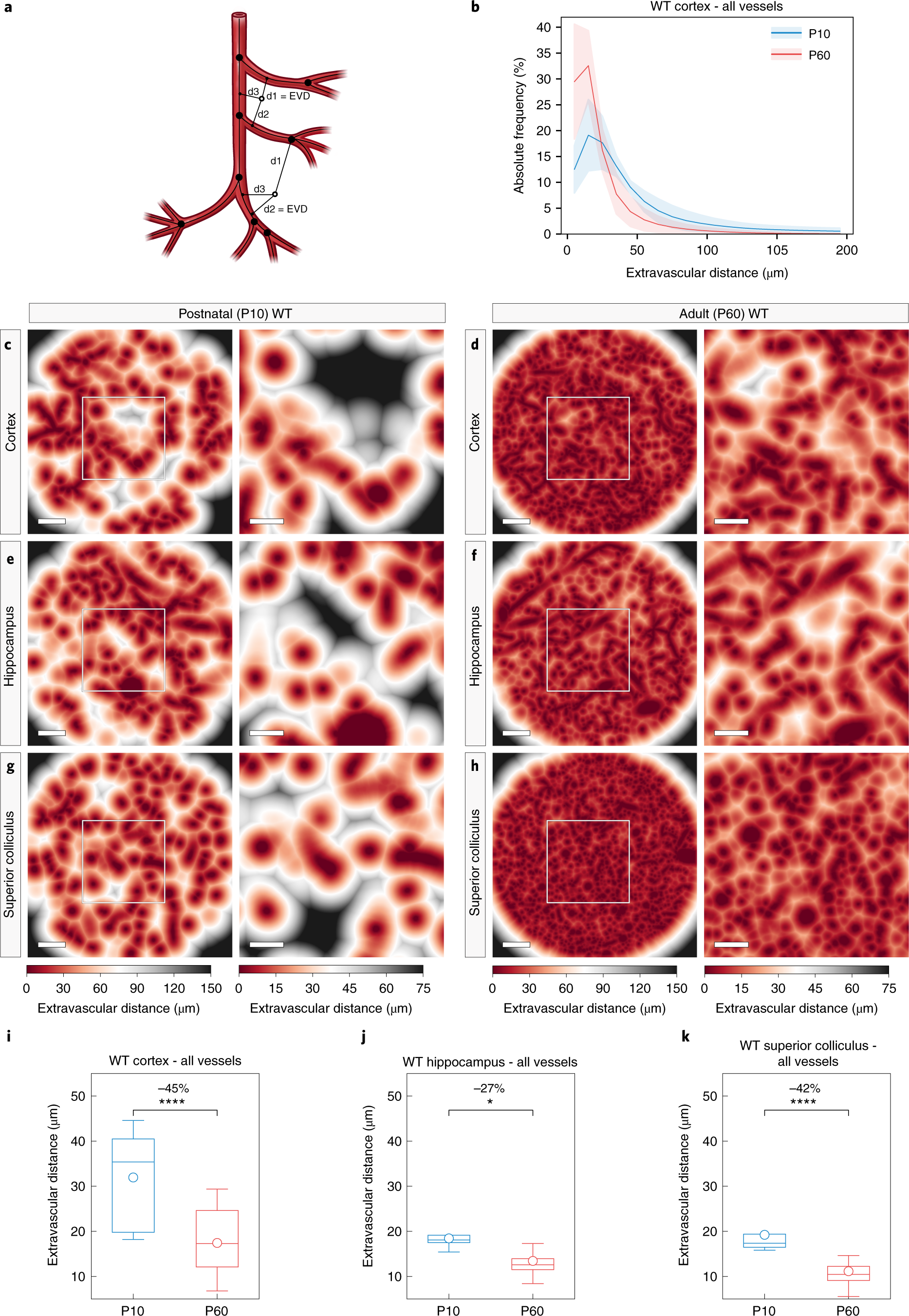 Fig. 11: Local vascular network topology: extravascular distance is decreased in various regions of the adult (P60) WT versus the postnatal (P10) WT mouse brain.