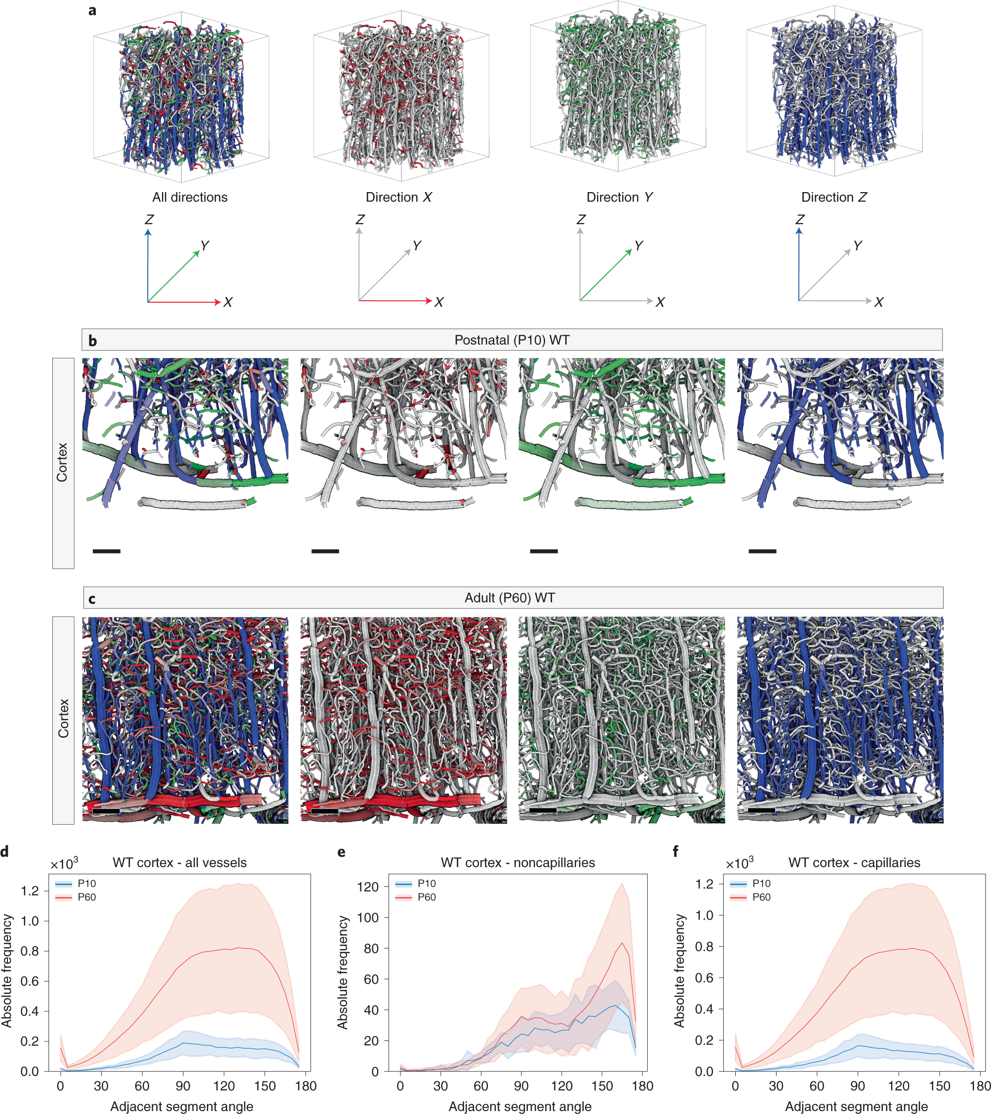 Fig. 12: Global vascular network morphology: visualization of distinct patterns of vessel directionality in various brain regions of the adult (P60) WT and postnatal (P10) WT mouse brain.