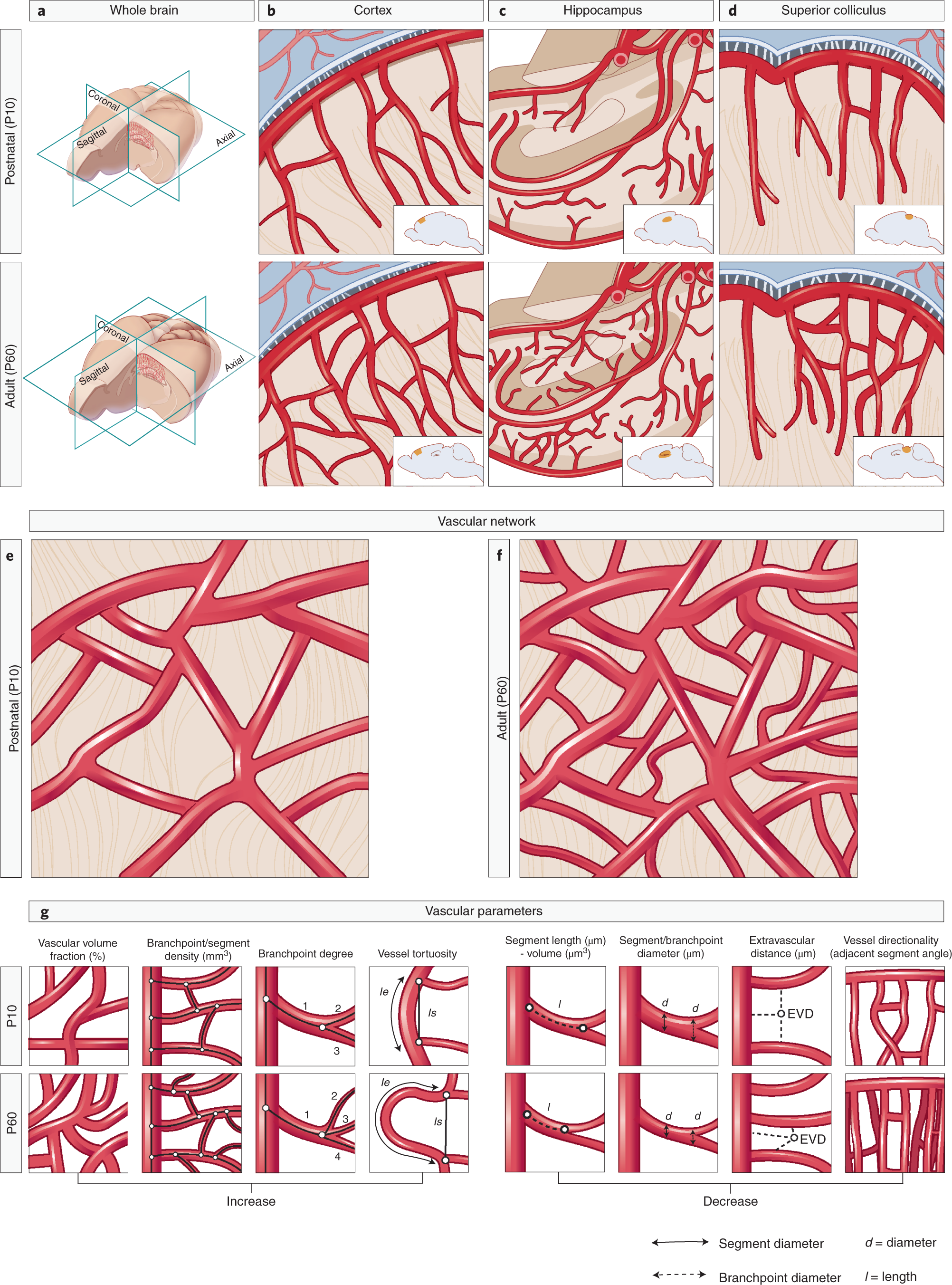 Fig. 14: Working model summarizing the differences in 3D vascular network architecture between adult (P60) WT and postnatal (P10) WT mice.