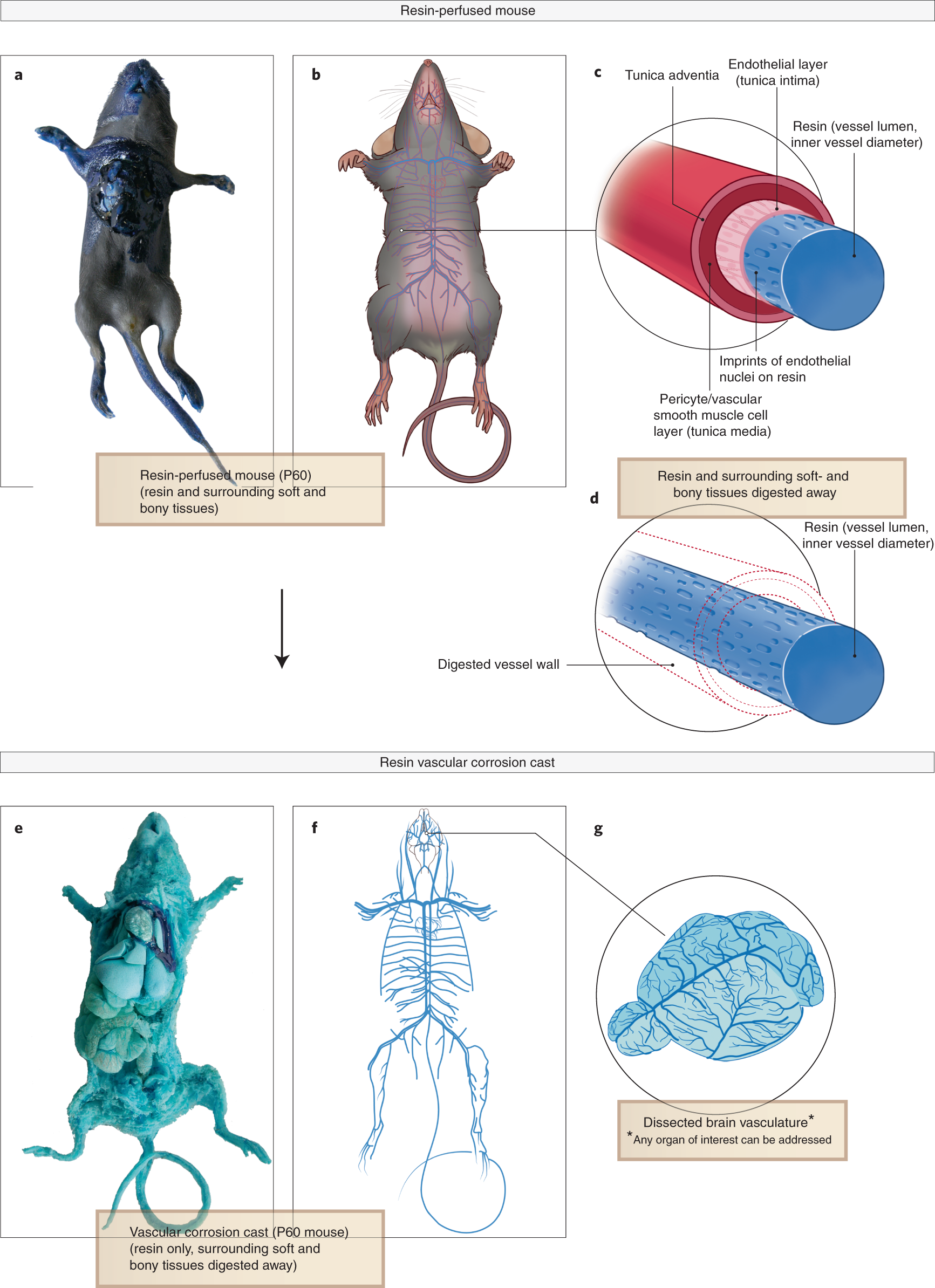 Fig. 3: The principles of (brain) vascular corrosion casting.