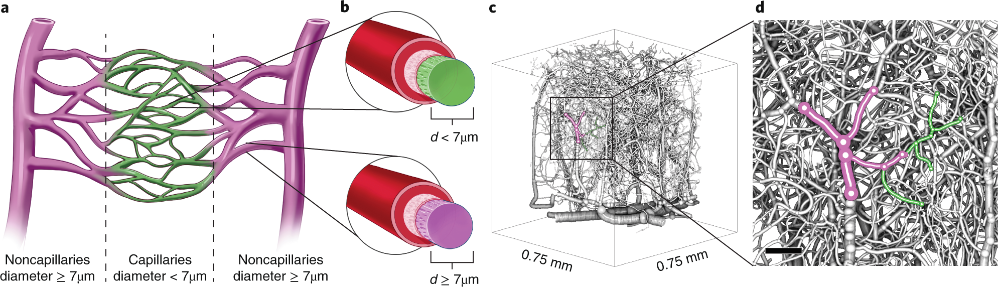 Fig. 6: Distinguishing between capillaries and noncapillaries.