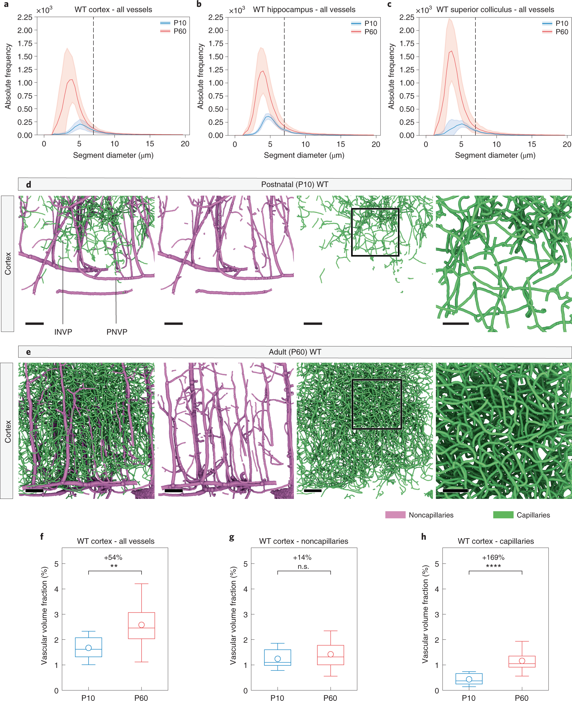 Fig. 7: Local vascular network topology: increased vascular volume fraction of the adult (P60) WT versus postnatal (P10) WT cortex is mainly found at the capillary level.
