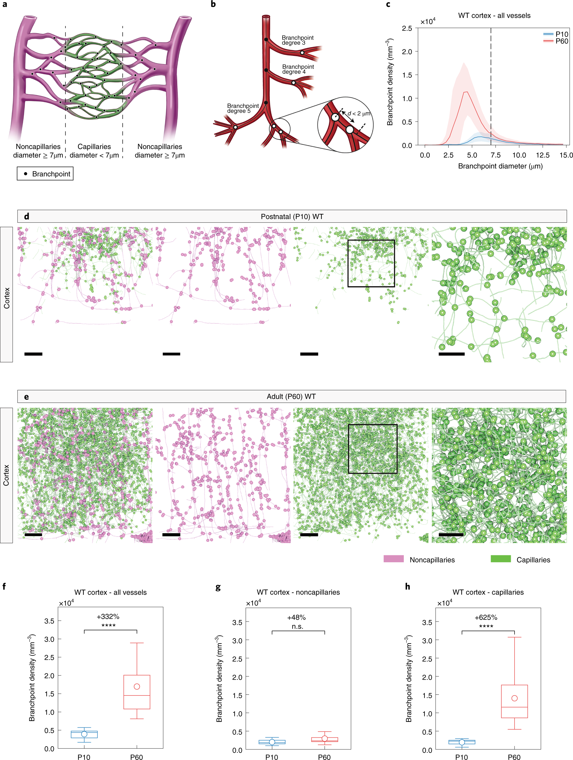 Fig. 8: Local vascular network topology: visualization and quantification of vascular branch point diameter and vascular branch point density in various regions of the adult (P60) WT versus the postnatal (P10) WT mouse brain.