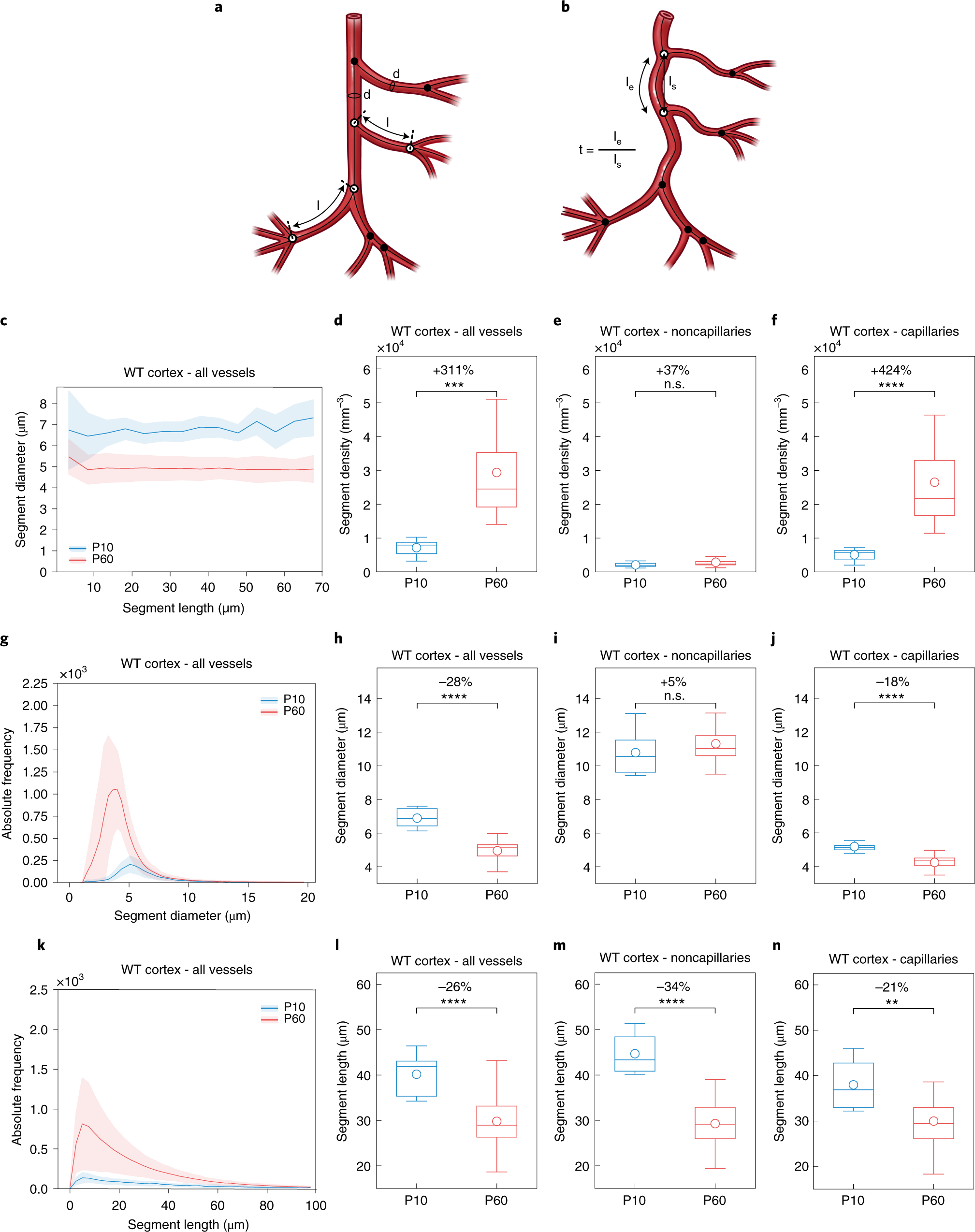 Fig. 9: Local vascular network topology: segment density, diameter and length of the adult (P60) WT versus the postnatal (P10) WT mouse brain.