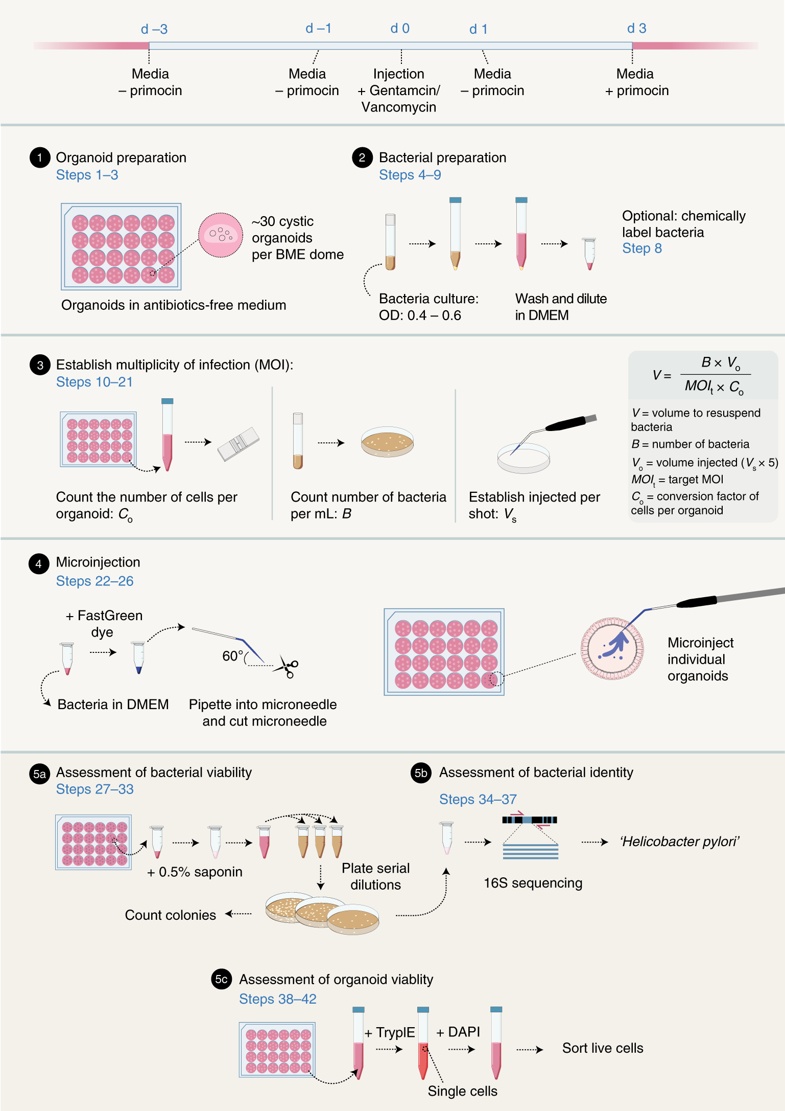 Fig. 1: Overview of the protocol steps.
