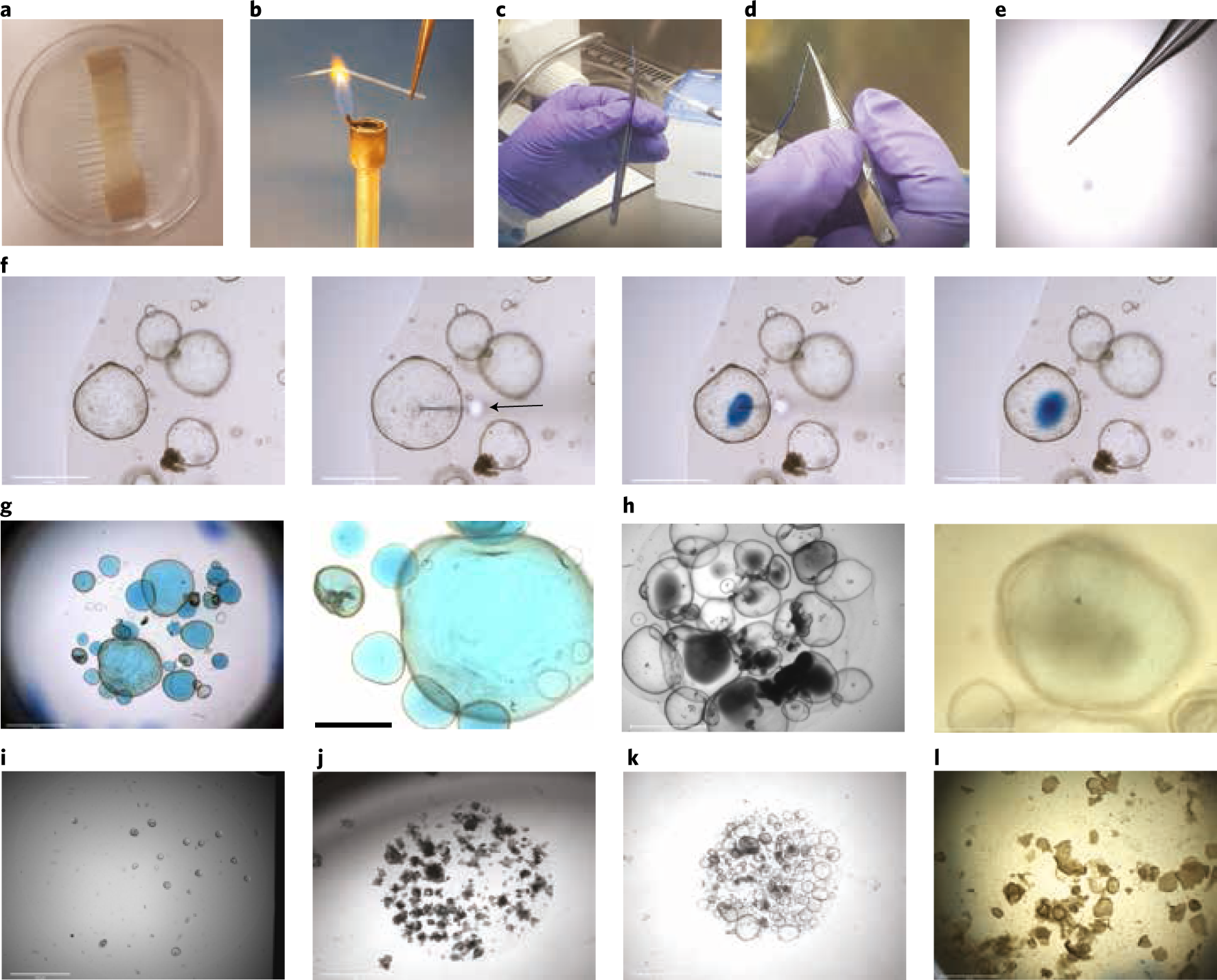 Fig. 2: Organoid microinjections.