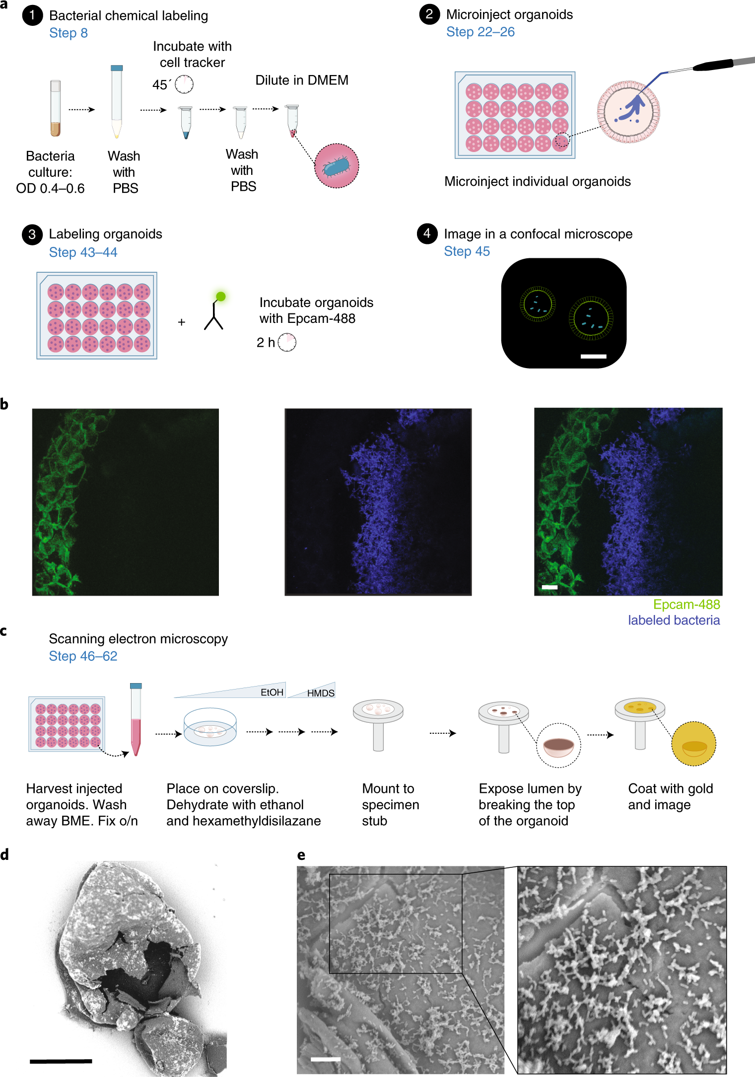Fig. 3: Visualizing organoid cocultures.