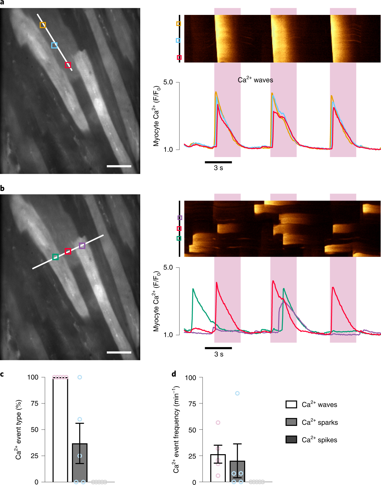 Fig. 4: Spontaneous Ca2+ events in porcine atrial cardiomyocytes.
