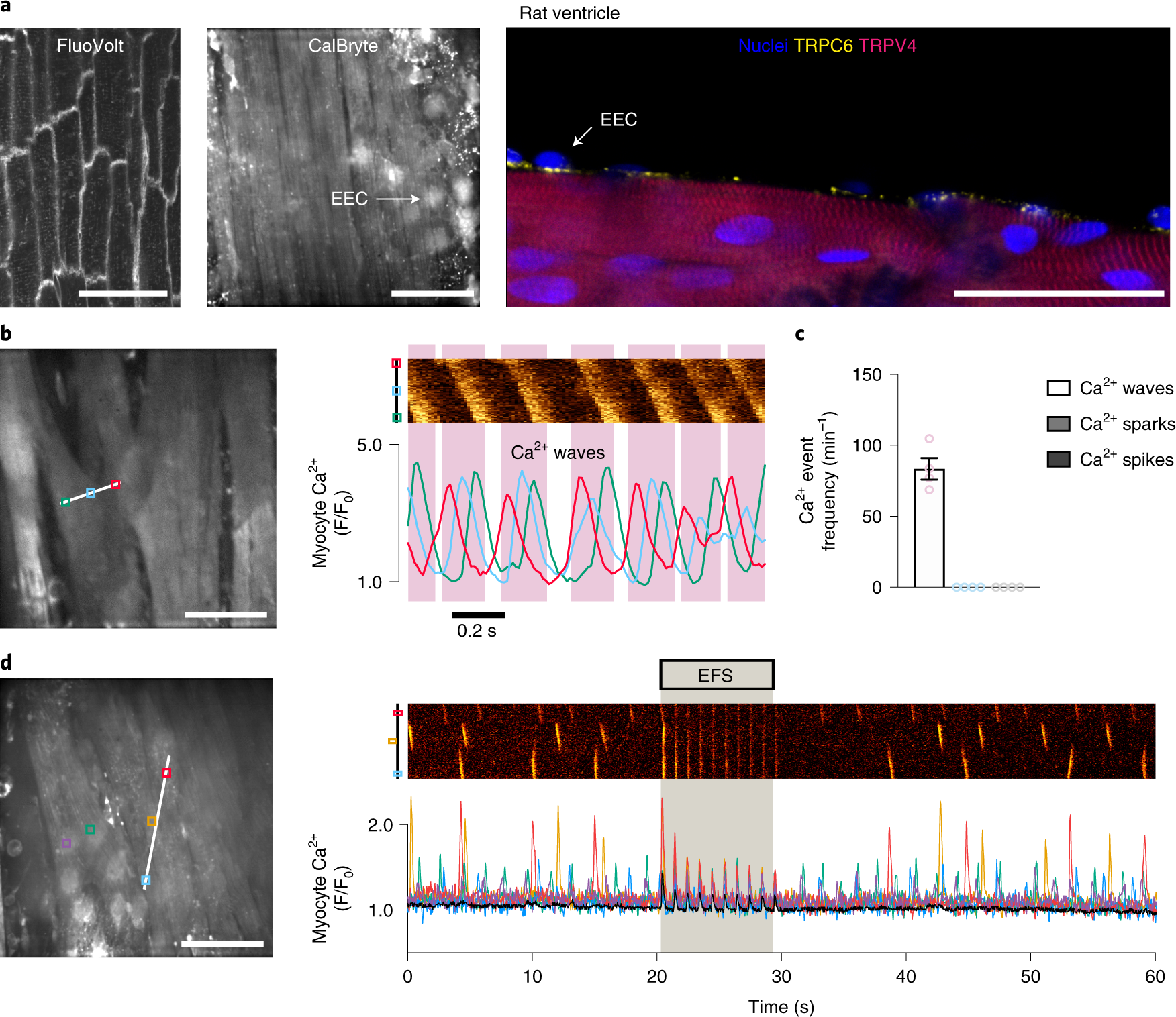 Fig. 9: Translation to rat left ventricle myocardial strips.