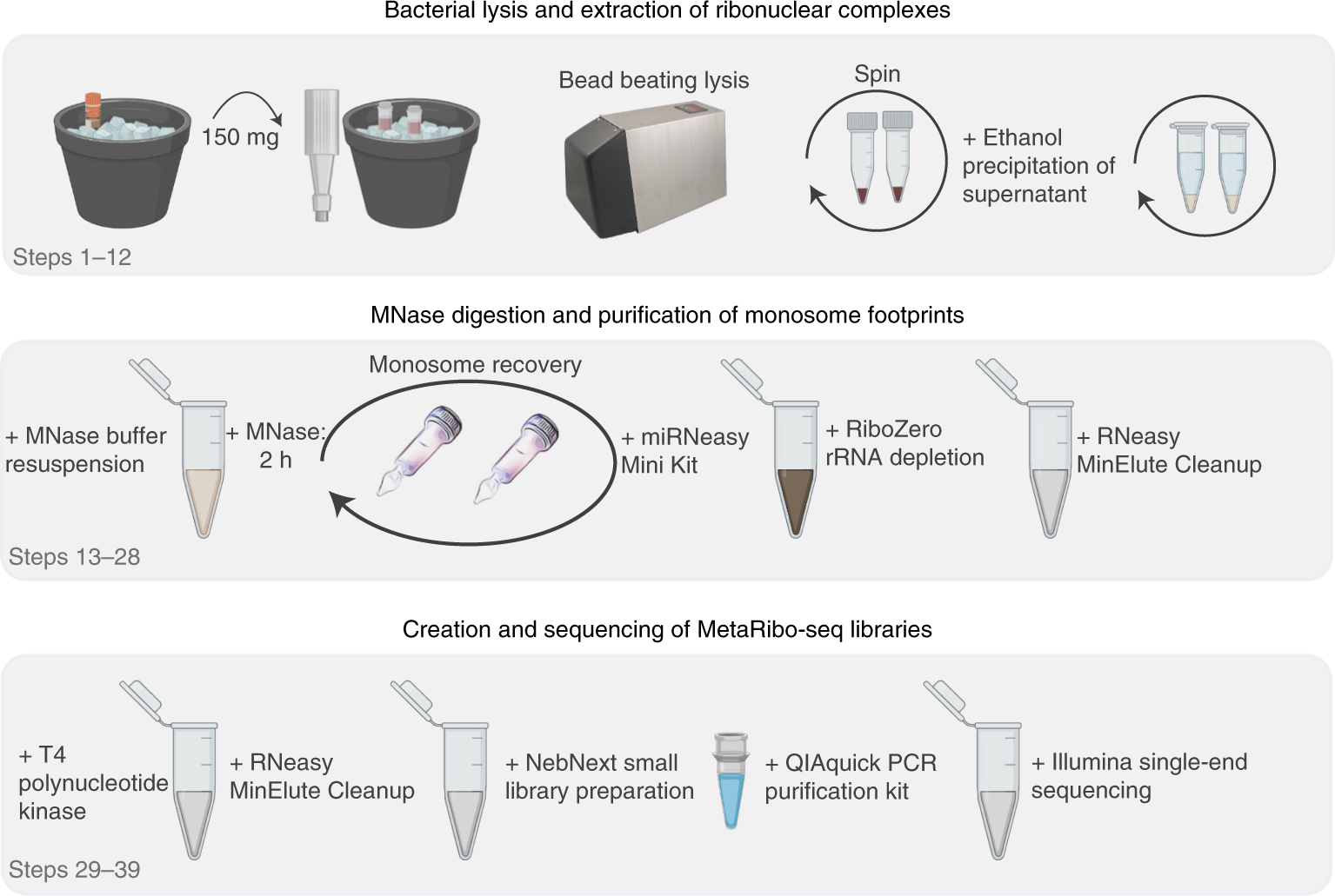 Fig. 1: MetaRibo-Seq protocol workflow.