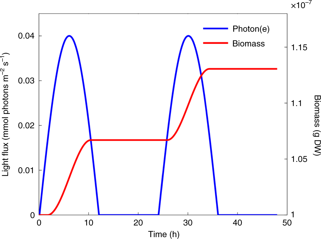 Fig. 5: Simulations of the diurnal cycle of the marine photoautotrophic bacteria Prochlorococcus.