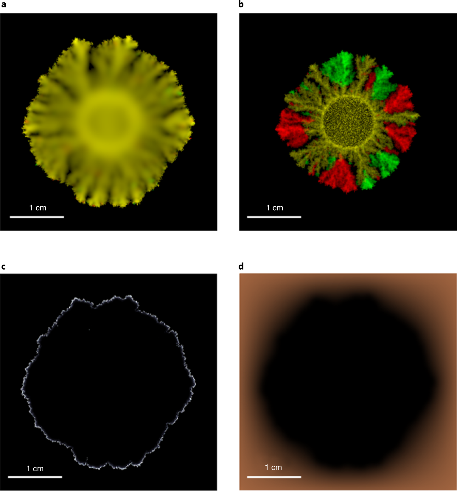 Fig. 9: A variety of morphologies simulated by COMETS.