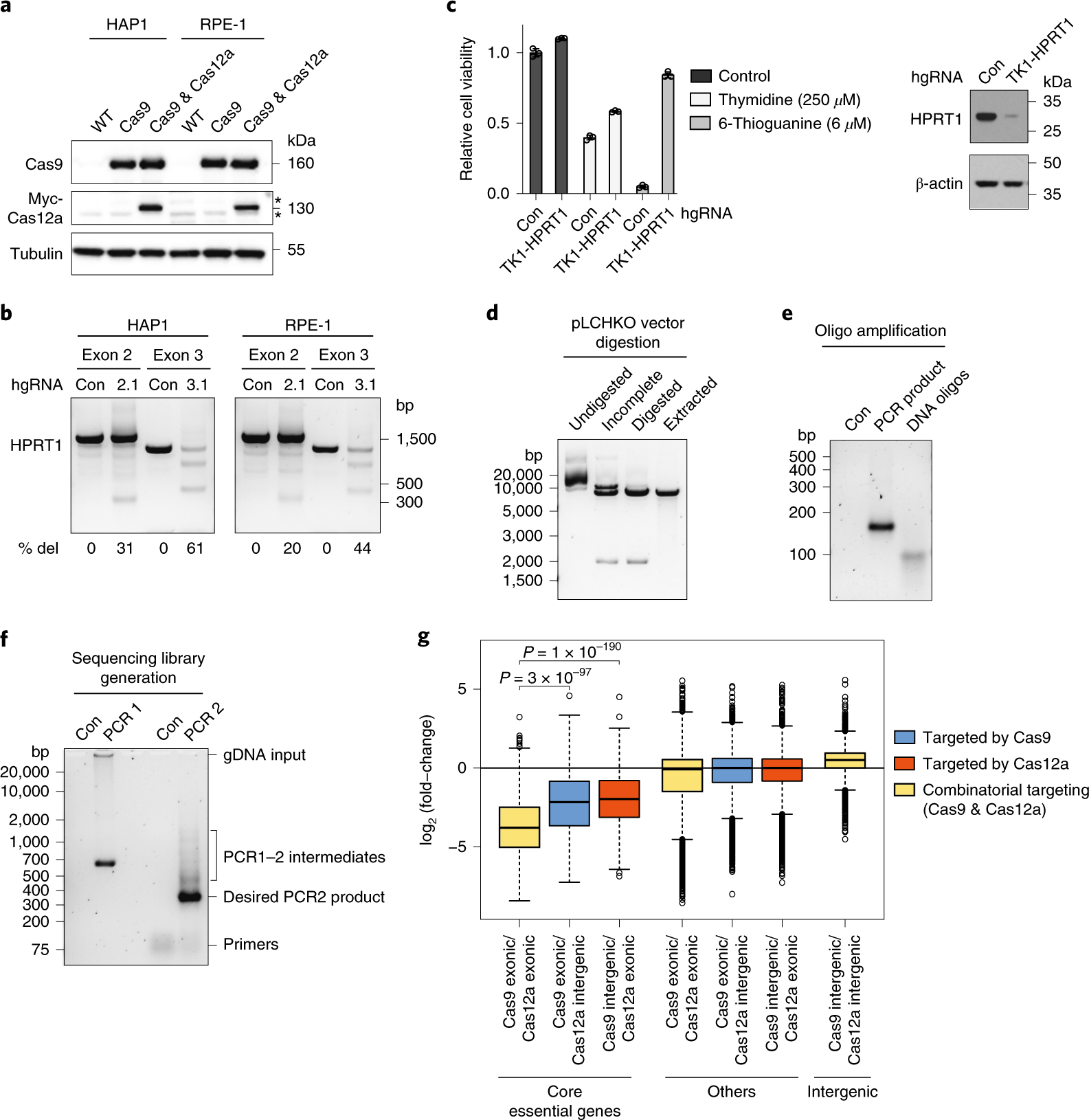 Fig. 3: Anticipated results for Cas9/Cas12a cell line characterization, hgRNA cloning, sequencing library production and screen performance assessment.