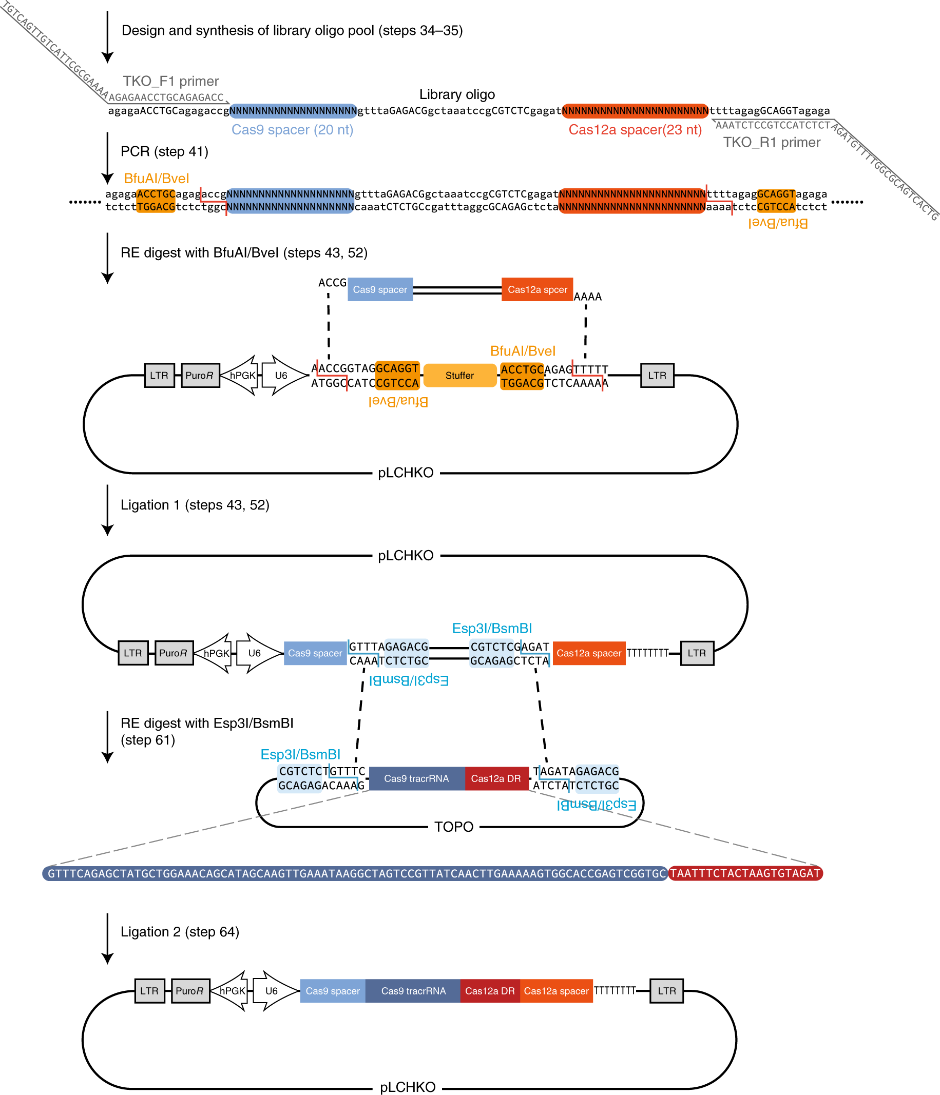 Fig. 4: hgRNA cloning process.