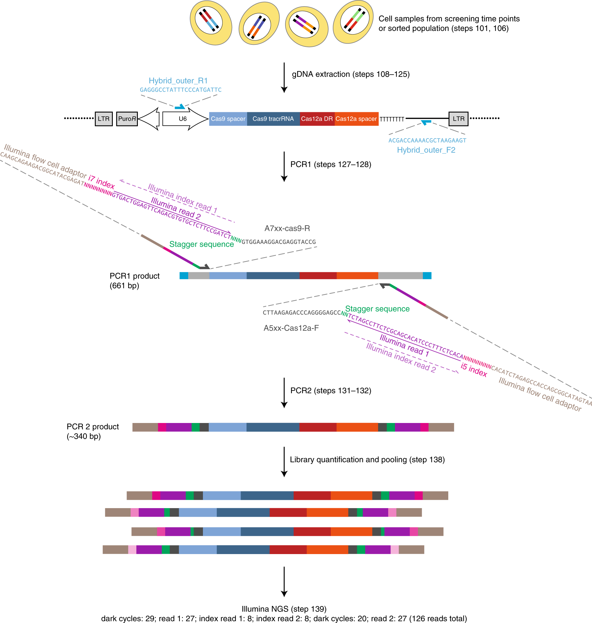 Fig. 5: Generation of NGS sequencing libraries.