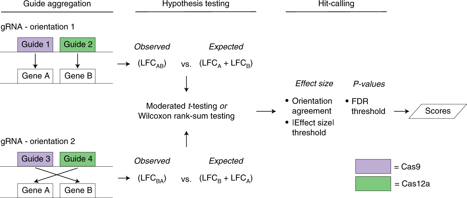 Fig. 3: Schematic demonstrating how Orthrus accounts for guide orientation during combinatorial scoring by scoring guides from different orientations separately.
