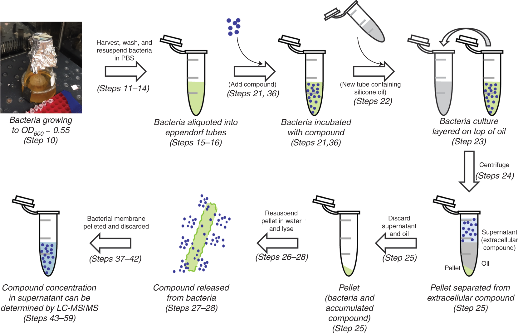 Fig. 2: Accumulation assay workflow.