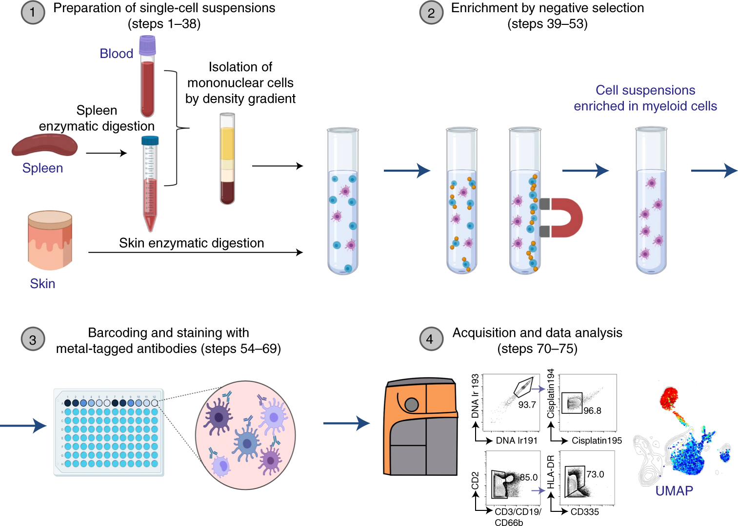 Fig. 1: Schematic representation of the experimental procedures described in this protocol.