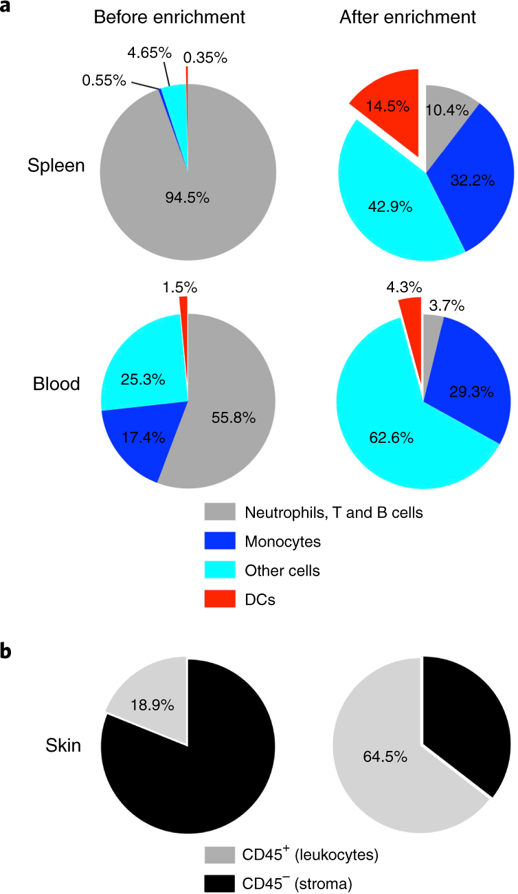 Fig. 2: Enrichment of myeloid cells using negative selection.